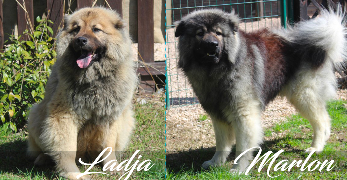 MArlon Male eurasier_elevage de rocks vaillants_bellegarde_gard