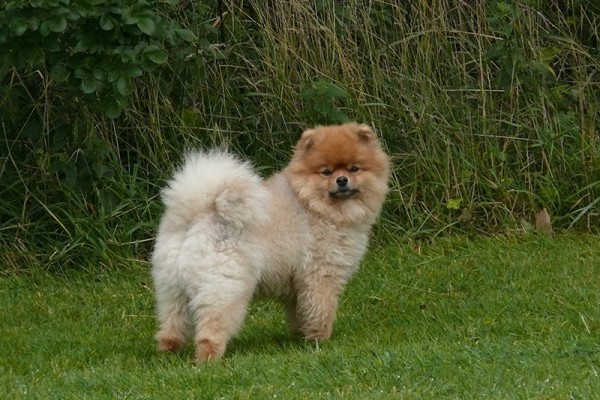 Chiot Eurasier