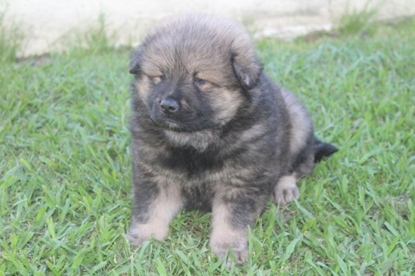 Eurasier (Spitz nain)